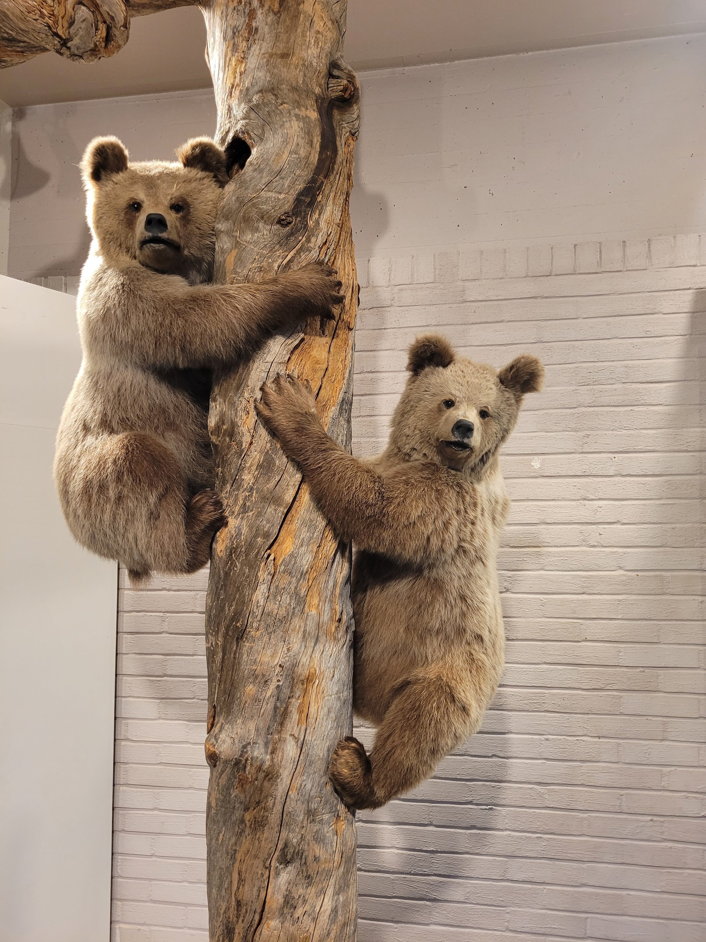 Norwegian Forestry Museum (Skogmuseet)